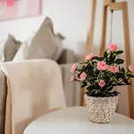White Apartment - Free Parking